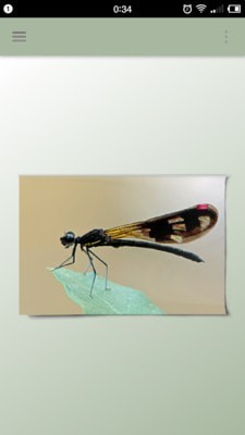 16f5ed01f192bee1_600_0.jpg